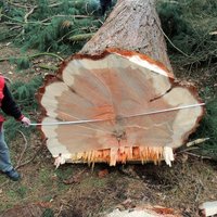 Gefällter Baum mit großem Durchmesser